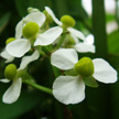 Fleur
