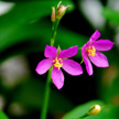 Fleur